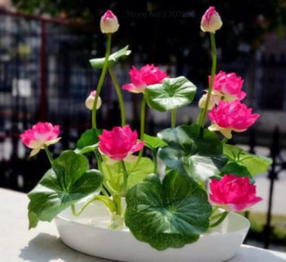 🪷🪷Japanese Lotus Plant Seeds (Pack of 50 Seeds)