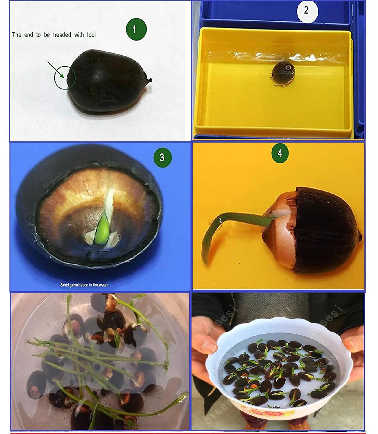 🪷🪷Japanese Lotus Plant Seeds (Pack of 50 Seeds)