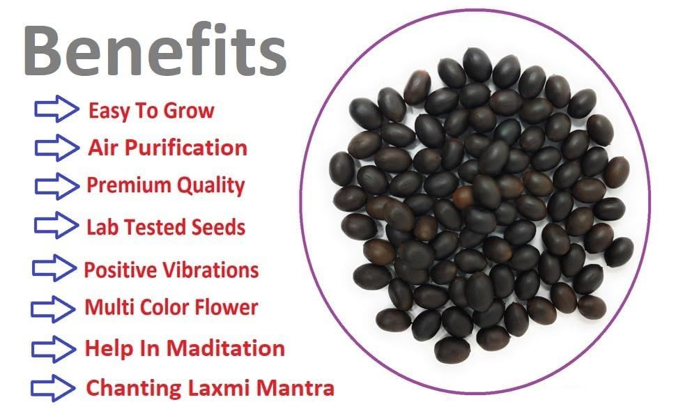 🪷🪷Japanese Lotus Plant Seeds (Pack of 50 Seeds)