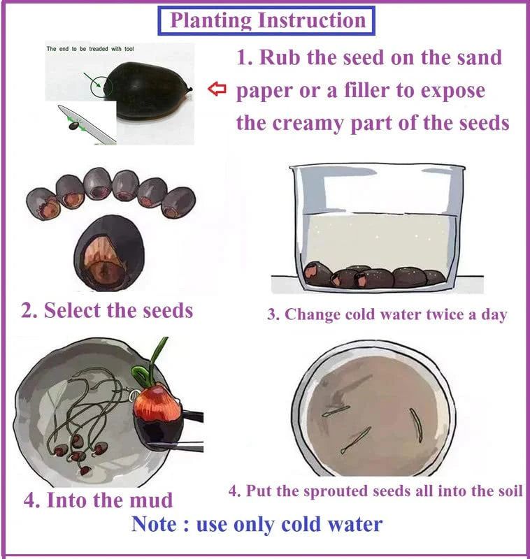 🪷🪷Japanese Lotus Plant Seeds (Pack of 50 Seeds)