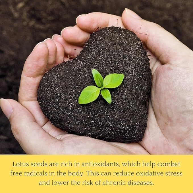 🪷🪷Japanese Lotus Plant Seeds (Pack of 50 Seeds)