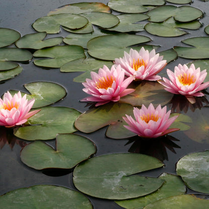 🪷🪷Japanese Lotus Plant Seeds (Pack of 50 Seeds)